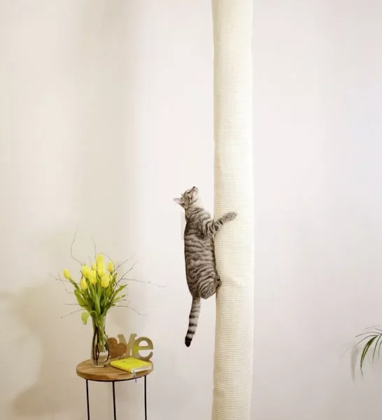 Floor To Ceiling Climbing Bag